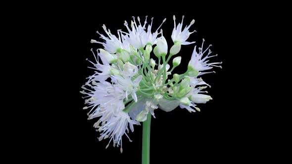 Time-lapse of opening onion flower umbel