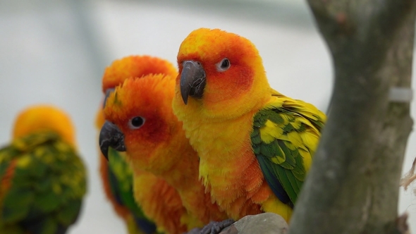 Group of Sun Conure (Aratinga Solstitialis) Parrots Perched in Row in Aviary