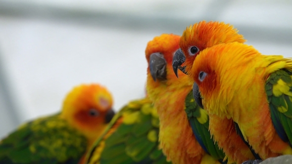 Group of Sun Conure Parrots Perched in Row in Aviary