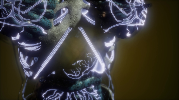 Human Body with Glow Blood Vessels alt