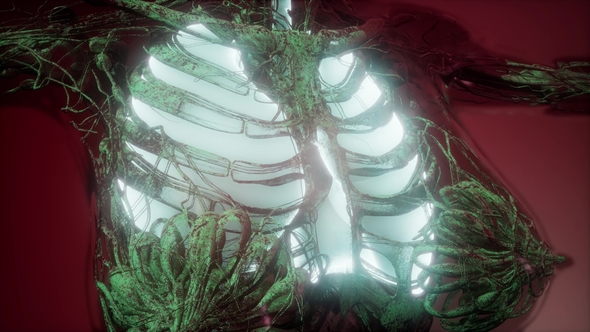 Human Body with Visible Lungs alt