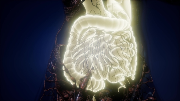 Human Body with Visible Digestive System alt