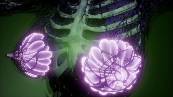 Human Body with Visible Glow Mammary Gland alt