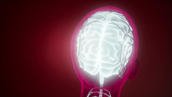 Anatomy of Human Brain alt