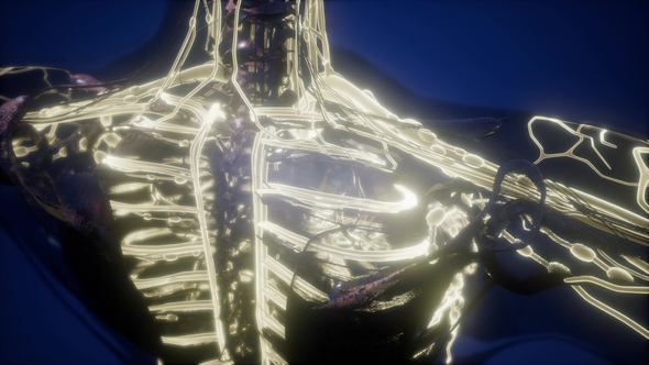 Human Body with Glow Blood Vessels alt