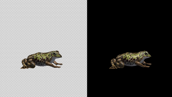 Frog Looking Around alt