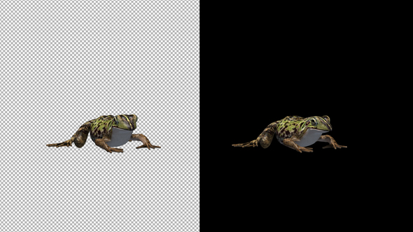 Frog Idle alt