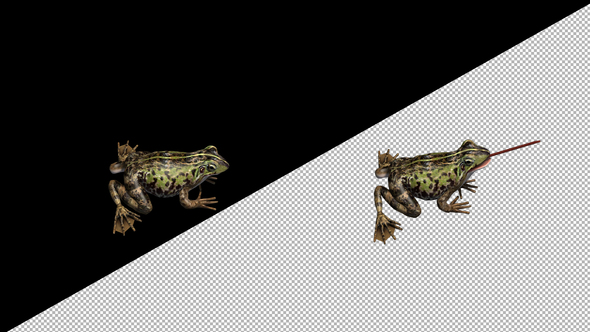 Frog Catching Top View alt