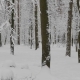 Winter Forest During a Snowfall - VideoHive Item for Sale