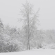 Winter Forest During a Snowfall - VideoHive Item for Sale