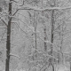 Winter Forest During a Snowfall - VideoHive Item for Sale