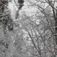 Winter Forest During a Snowfall - VideoHive Item for Sale
