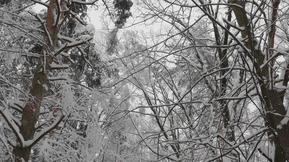 Winter Forest During a Snowfall