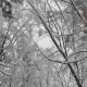 Winter Forest During a Snowfall - VideoHive Item for Sale