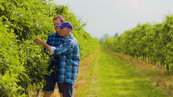 Researcher Examining Leaves While Colleague Using Digital Tablet