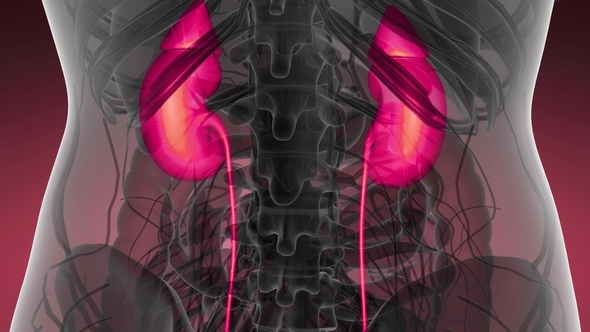 Anatomy Scan of Human Kidneys