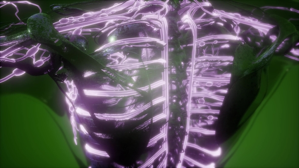 Human Body with Glow Blood Vessels alt
