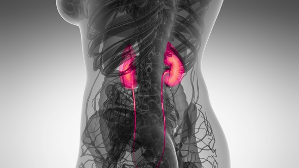 Anatomy Scan of Human Kidneys alt
