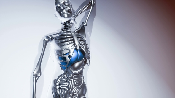 Human Liver Model with All Organs and Bones alt