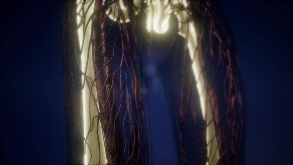 Human Body with Visible Skeletal Bones alt