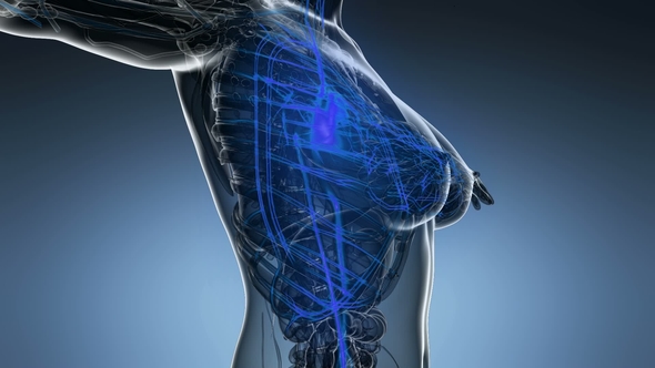 Human Body with Glow Blood Vessels alt