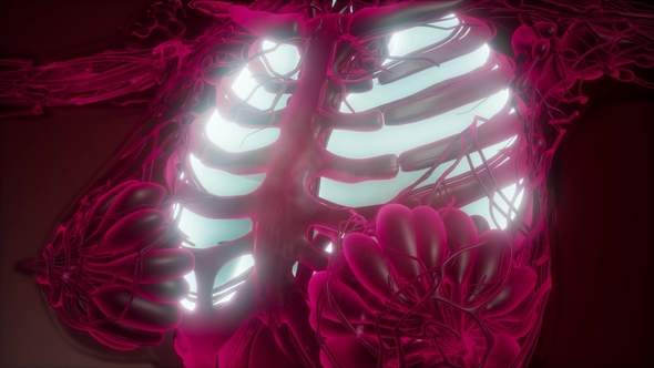 Human Body with Visible Lungs alt