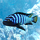 Pseudotropheus Demasoni fish - 3DOcean Item for Sale