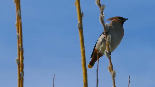 Waxwing Sitting on Pussy Willow Branch