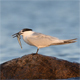 Sandwich tern (Thalasseus sandvicensis)Sandwich tern in its natural habitat in Denmark - VideoHive Item for Sale