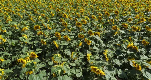 Field of sunflowers, Auvergne, Puy de Dome, France