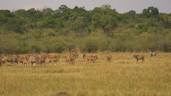 Common eland herd in Masai Mara