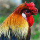 Rooster Crowing