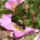 Bumble bee collecting pollen - VideoHive Item for Sale