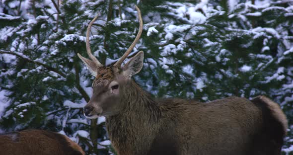 Deer Walk Near the Winter Forest