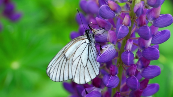 Black Veined White Butterfly on Flowers of Lupine