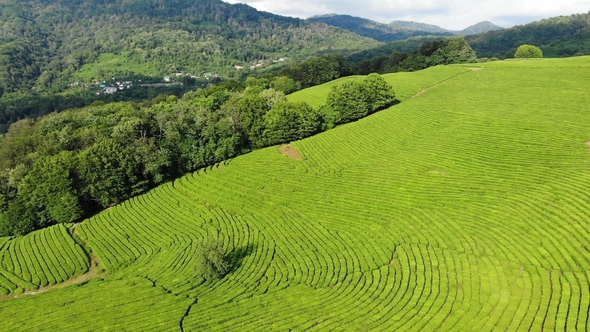 Drone Shot Aerial Beautiful Landscape at Tea Plantation