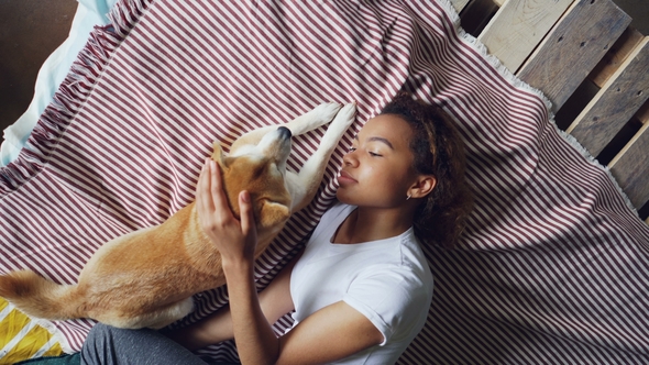 Top View of Attractive African American Woman Stroking Beautiful Shiba Inu Dog Lying on Bed Together
