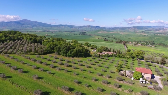 Tuscany Aerial Landscape with Olive Trees in Italy