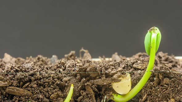 Soybean Growing 5