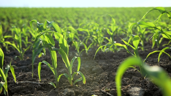Growing Plants Field of Young Corn Sprouts. Food Modification Crop Farming Concept.