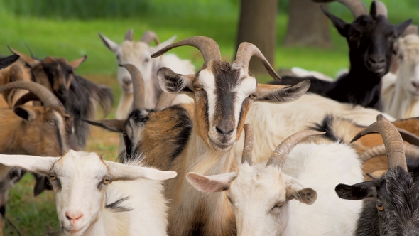 Animals.Goats