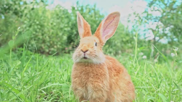 Cute Adorable Red Fluffy Rabbit Sitting on the Green Grass Lawn in the Backyard
