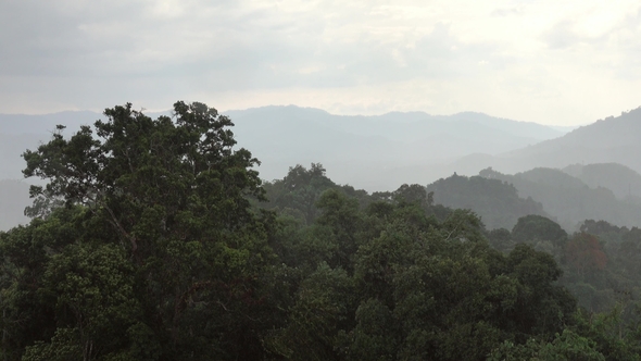 Heavy Raining in the Asian Tropical Forest