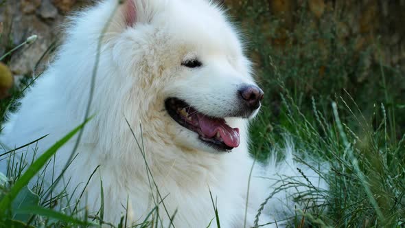 A beautiful white Samoyed dog lies on the green grass. Dog at sunset. Samoyed Laika close-up.