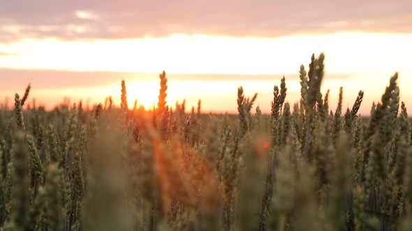 Wheat Field at Sunset on a Warm Spring Wecar. The Sun's Rays Pass Through the Ears of Wheat