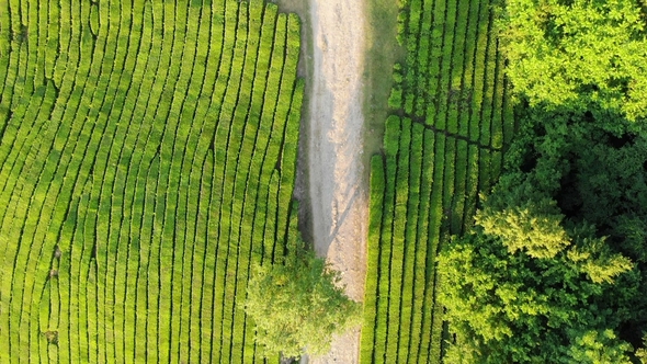 Top View of Road on Green Tea Plantation