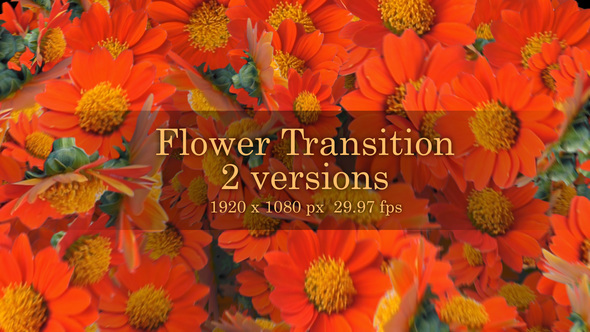 Flower Transition