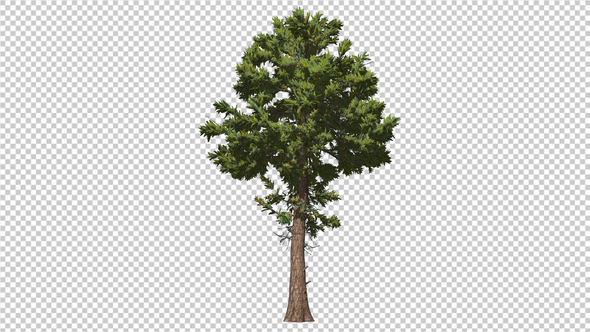 Pine With Alpha Channel