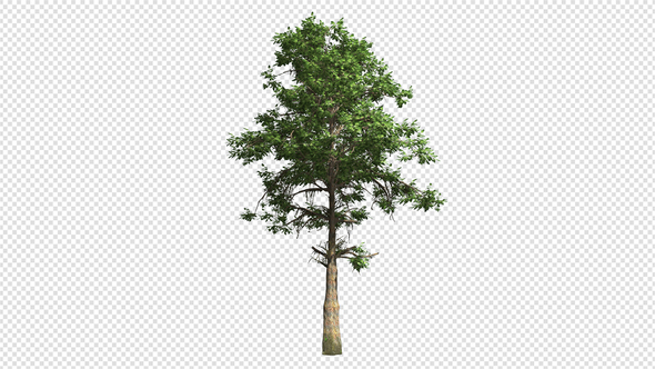 Tree With A Green Crown