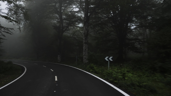 Car Driving Through Foggy Forest